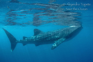 Whale Shark Reflex, Isla Contoy México by Alejandro Topete 